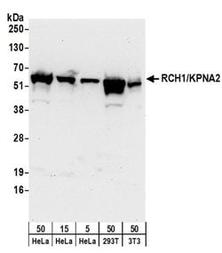 RCH1/KPNA2 Polyclonal Antibody, Bethyl Laboratories:Antibodies:Primary