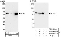 RCH1/KPNA2 Rabbit anti-Human, Polyclonal, Bethyl Laboratories 100 &mu;L;