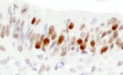 RCH1/KPNA2 Polyclonal Antibody, Bethyl Laboratories:Antibodies:Primary
