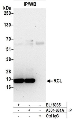 RCL Rabbit anti-Human, Polyclonal, Bethyl Laboratories 100 &mu;L; Unconjugated:Antibodies,