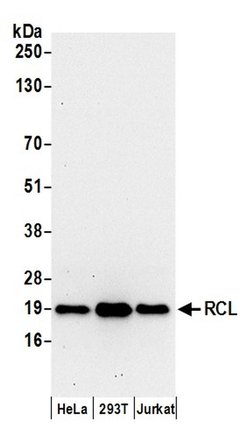 RCL Rabbit anti-Human, Polyclonal, Bethyl Laboratories 100 &mu;L; Unconjugated:Antibodies,