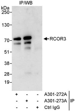 RCOR3 Rabbit anti-Human, Polyclonal, Bethyl Laboratories 100 &mu;L; Unconjugated:Antibodies,