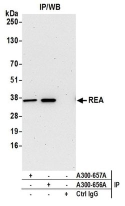 REA Rabbit anti-Human, Mouse, Polyclonal, Bethyl Laboratories 100 &mu;L;