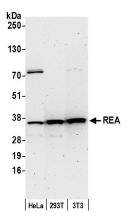 REA Rabbit anti-Human, Mouse, Polyclonal, Bethyl Laboratories 100 &mu;L;