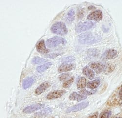 REA Polyclonal Antibody, Bethyl Laboratories 100 &mu;L; Unconjugated:Antibodies,