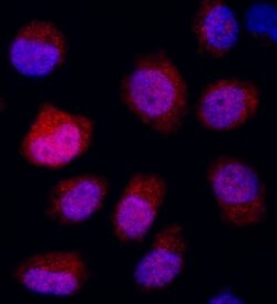 REDD1 Rabbit anti-Human, Polyclonal, Bethyl Laboratories 100 &mu;l; Unlabeled:Antibodies,