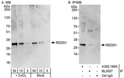 REDD1 Rabbit anti-Human, Polyclonal, Bethyl Laboratories 100 &mu;l; Unlabeled:Antibodies,