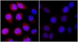 REDD1 Polyclonal Antibody, Bethyl Laboratories 100 &mu;L; Unconjugated:Antibodies,