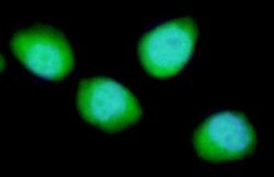REDD1 Mouse anti-Human, Clone: 1G11, Bethyl Laboratories 20 &mu;L; Unconjugated:Antibodies,