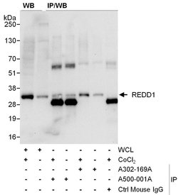 REDD1 Mouse anti-Human, Clone: 1G11, Bethyl Laboratories 20 &mu;L; Unconjugated:Antibodies,