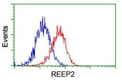 REEP2 Mouse anti-Human, Clone: OTI2C7, lyophilized, TrueMAB 100 &mu;g;