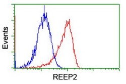 REEP2 Mouse anti-Human, Clone: OTI2C7, lyophilized, TrueMAB 100 &mu;g;
