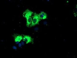 REEP2 Mouse anti-Human, Clone: OTI2C7, lyophilized, TrueMAB 100 &mu;g;