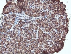 REEP2 Mouse anti-Human, Clone: OTI2C7, lyophilized, TrueMAB 100 &mu;g;
