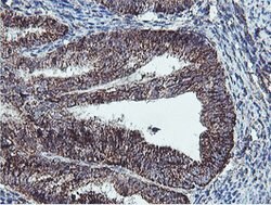 REEP2 Mouse anti-Human, Clone: OTI2C7, lyophilized, TrueMAB 100 &mu;g;