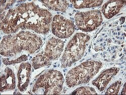 REEP2 Mouse anti-Human, Clone: OTI2C7, lyophilized, TrueMAB 100 &mu;g;