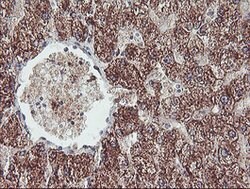 REEP2 Mouse anti-Human, Clone: OTI2C7, lyophilized, TrueMAB 100 &mu;g;