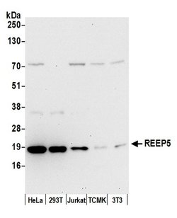 REEP5 Polyclonal Antibody, Bethyl Laboratories:Antibodies:Primary Antibodies