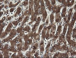 REEP5 Monoclonal Antibody (OTI4D2), TrueMAB , OriGene 30 &mu;L; Unconjugated:Antibodies,