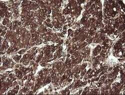 REEP5 Monoclonal Antibody (OTI4D2), TrueMAB , OriGene 30 &mu;L; Unconjugated:Antibodies,