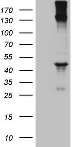 REN Mouse anti-Human, Clone: OTI4A3, lyophilized, TrueMAB 100 &mu;g; Unconjugated:Antibodies,