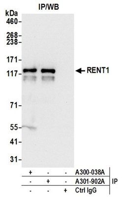 RENT1 Goat anti-Human, Mouse, Polyclonal, Bethyl Laboratories 100 &mu;L;
