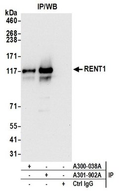 RENT1 Rabbit anti-Human, Mouse, Polyclonal, Bethyl Laboratories 100 &mu;L;