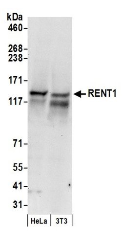 RENT1 Goat anti-Human, Mouse, Polyclonal, Bethyl Laboratories 100 &mu;L;
