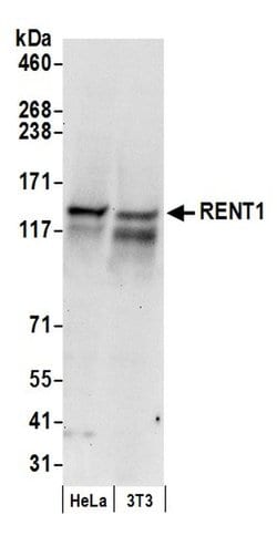 RENT1 Polyclonal Antibody, Bethyl Laboratories 20 &mu;l; Unlabeled:Antibodies,