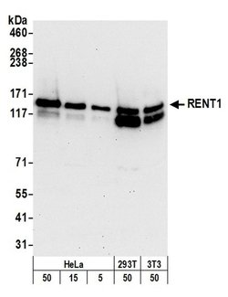 RENT1 Goat anti-Human, Mouse, Polyclonal, Bethyl Laboratories 100 &mu;L;