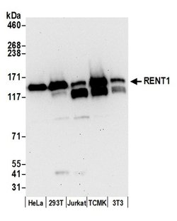 RENT1 Rabbit anti-Human, Mouse, Polyclonal, Bethyl Laboratories 100 &mu;L;