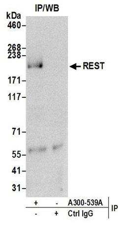 REST Rabbit anti-Human, Polyclonal, Bethyl Laboratories 10 &mu;L; Unconjugated:Antibodies,