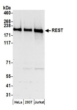 REST Rabbit anti-Human, Polyclonal, Bethyl Laboratories 100 &mu;L; Unconjugated:Antibodies,