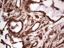 RET Monoclonal Antibody (OTI5F2), TrueMAB , OriGene 100 &mu;L; Unconjugated:Antibodies,