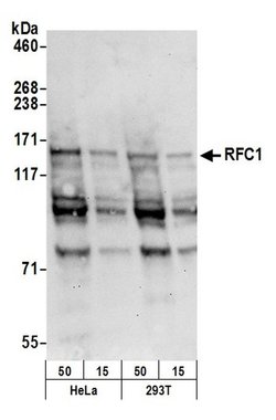 RFC1 Goat anti-Human, Polyclonal, Bethyl Laboratories 100 &mu;L; Unconjugated:Antibodies,