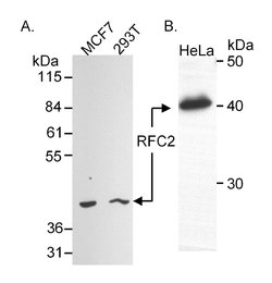 RFC2 Goat anti-Human, Polyclonal, Bethyl Laboratories 100 &mu;L; Unconjugated:Antibodies,