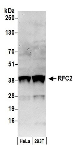 RFC2 Polyclonal Antibody, Bethyl Laboratories 20 &mu;L; Unconjugated:Antibodies,