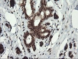 RFC2 Monoclonal Antibody (OTI2B2), TrueMAB , OriGene 30 &mu;L; Unconjugated:Antibodies,