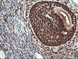 RFC2 Monoclonal Antibody (OTI2B2), TrueMAB , OriGene 30 &mu;L; Unconjugated:Antibodies,