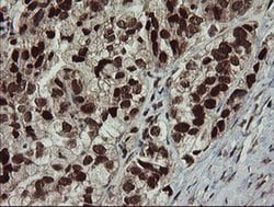 RFC2 Monoclonal Antibody (OTI2B2), TrueMAB , OriGene 30 &mu;L; Unconjugated:Antibodies,