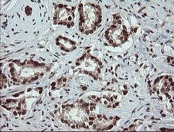 RFC2 Monoclonal Antibody (OTI2B2), TrueMAB , OriGene 30 &mu;L; Unconjugated:Antibodies,