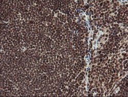 RFC2 Monoclonal Antibody (OTI2B2), TrueMAB , OriGene 30 &mu;L; Unconjugated:Antibodies,