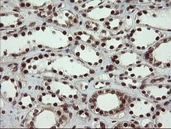 RFC2 Monoclonal Antibody (OTI2B2), TrueMAB , OriGene 30 &mu;L; Unconjugated:Antibodies,