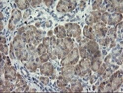 RFC2 Mouse anti-Human, Clone: OTI3F6, lyophilized, TrueMAB 100 &mu;g; Unconjugated:Antibodies,