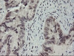 RFC2 Mouse anti-Human, Clone: OTI5A1, lyophilized, TrueMAB 100 &mu;g; Unconjugated:Antibodies,