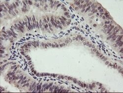 RFC2 Mouse anti-Human, Clone: OTI5A1, lyophilized, TrueMAB 100 &mu;g; Unconjugated:Antibodies,