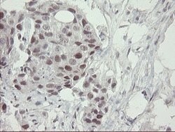 RFC2 Mouse anti-Human, Clone: OTI5A1, lyophilized, TrueMAB 100 &mu;g; Unconjugated:Antibodies,