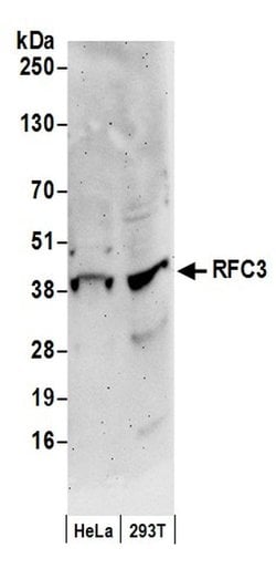 RFC3 Rabbit anti-Human, Polyclonal, Bethyl Laboratories 100 &mu;L; Unconjugated:Antibodies,