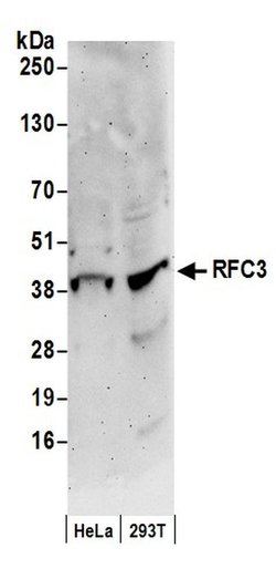 RFC3 Polyclonal Antibody, Bethyl Laboratories 20 &mu;L; Unconjugated:Antibodies,