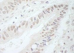 RFC3 Polyclonal Antibody, Bethyl Laboratories:Antibodies:Primary Antibodies